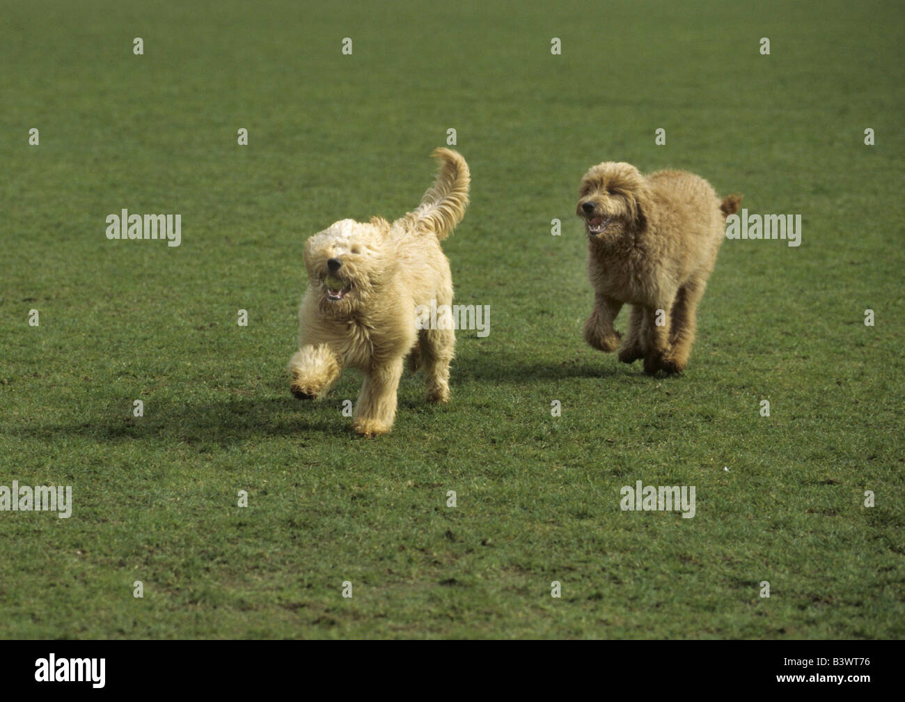 Two Goldendoodles running in a field Stock Photo Alamy