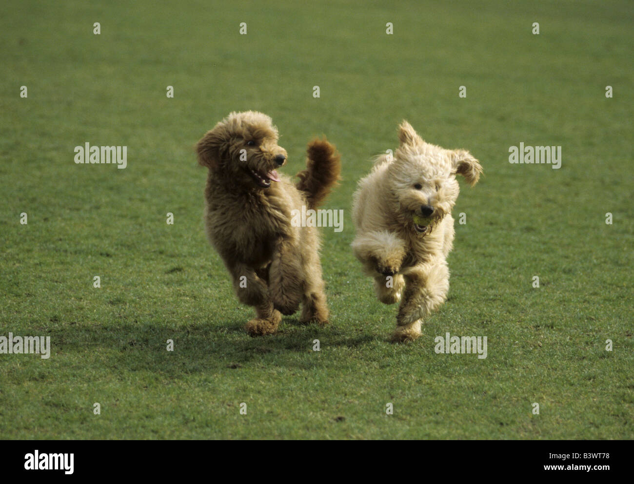 Two Goldendoodles running in a field Stock Photo Alamy