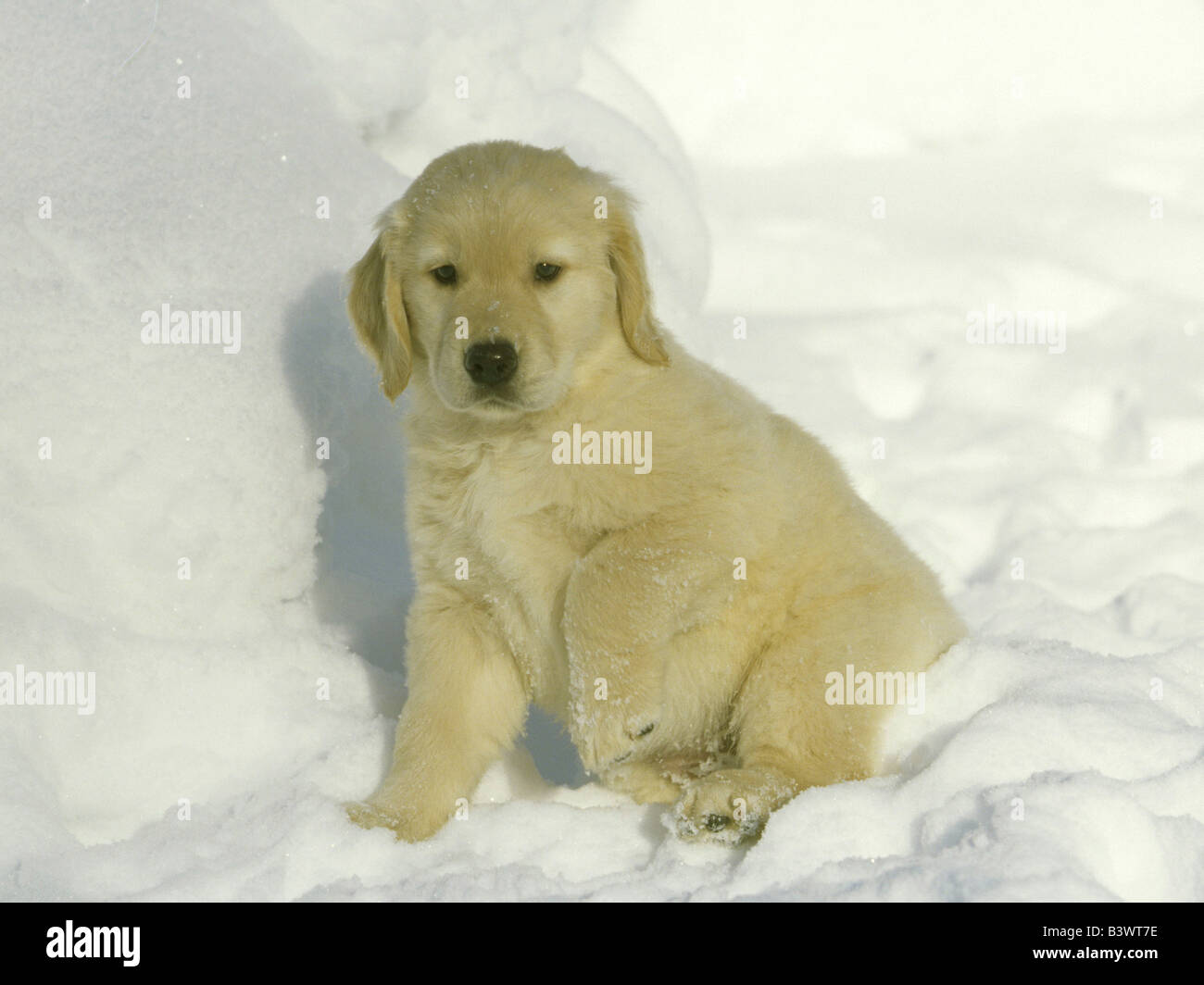Golden Retriever puppy sitting in snow Stock Photo