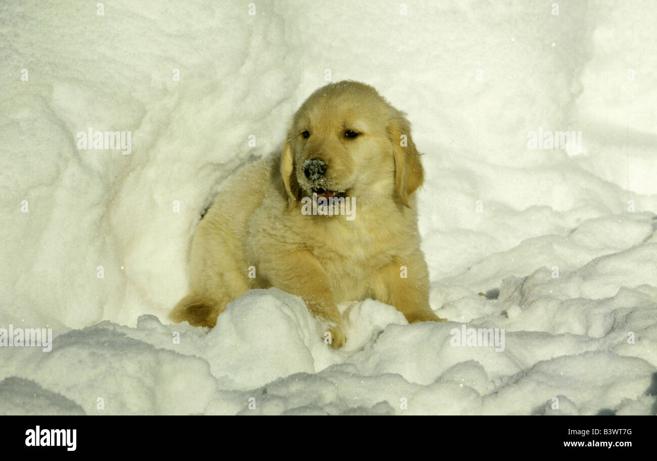 Golden Retriever puppy sitting in snow Stock Photo - Alamy