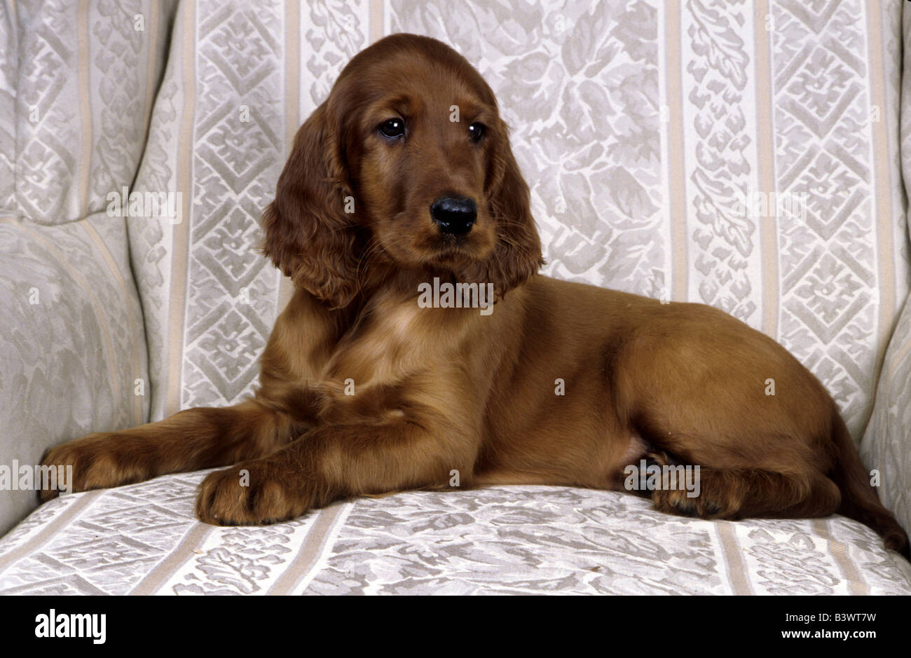 Irish Setter puppy sitting in an armchair Stock Photo