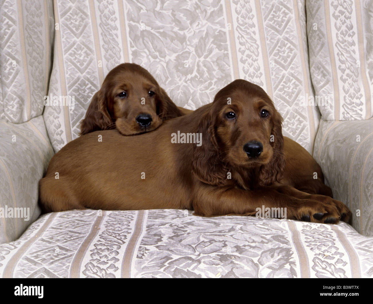 Two Irish Setter puppies sitting in an armchair Stock Photo