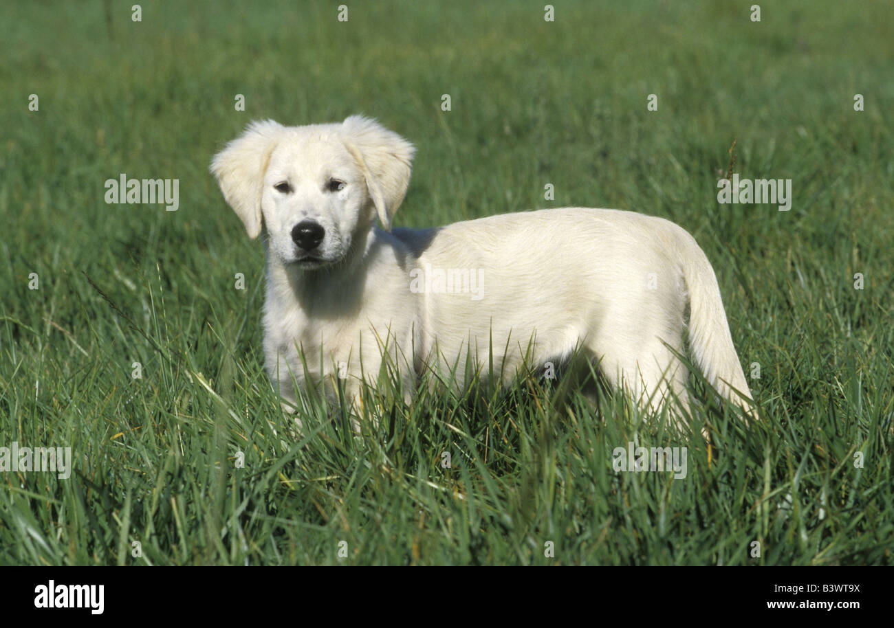 Golden Retriever puppy standing in a field Stock Photo - Alamy