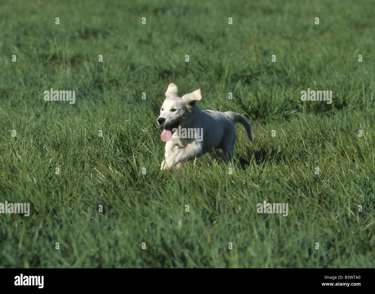 Golden Retriever puppy running in a field Stock Photo - Alamy