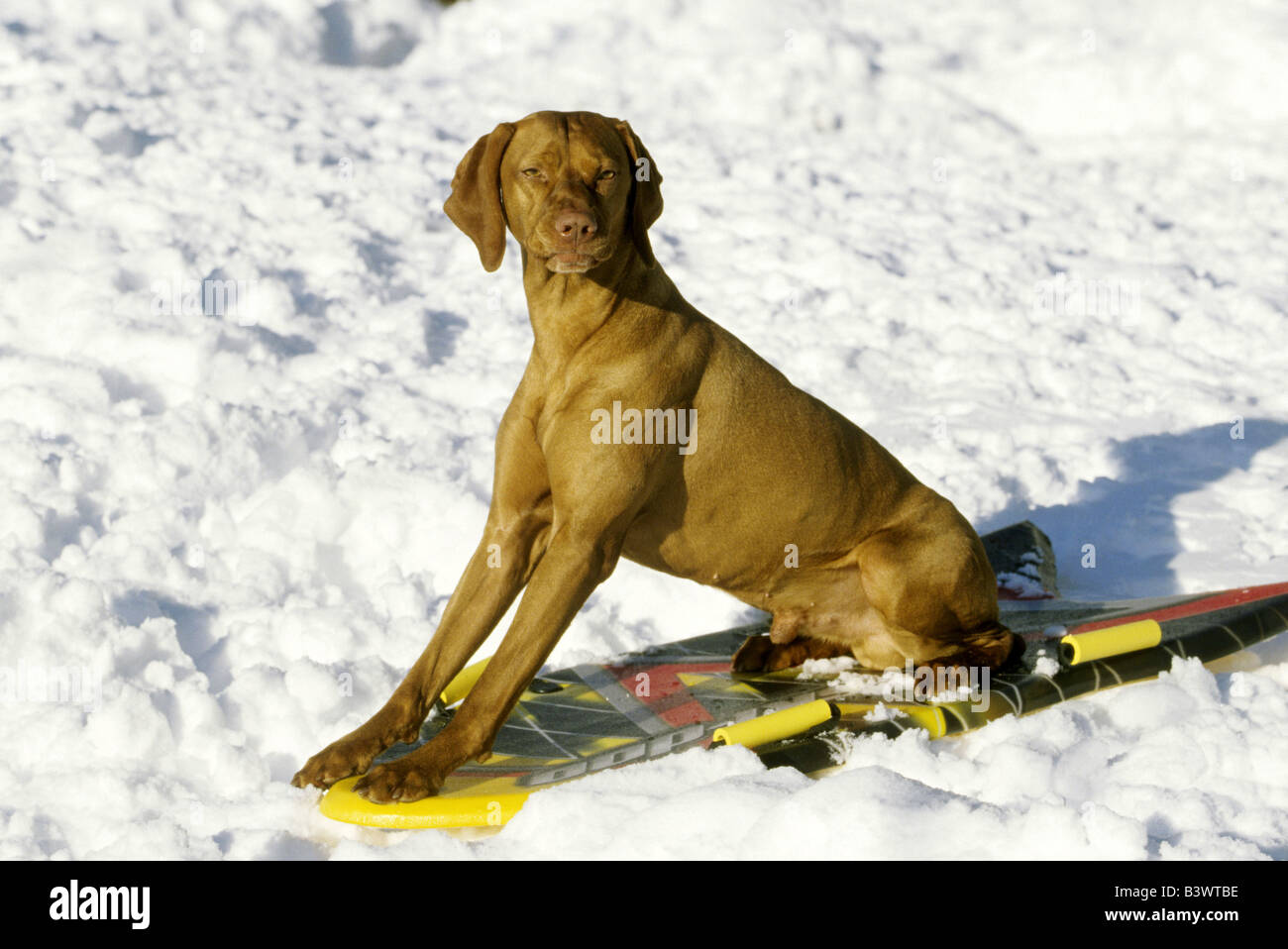 Vizsla dog sitting on a snowboard Stock Photo - Alamy