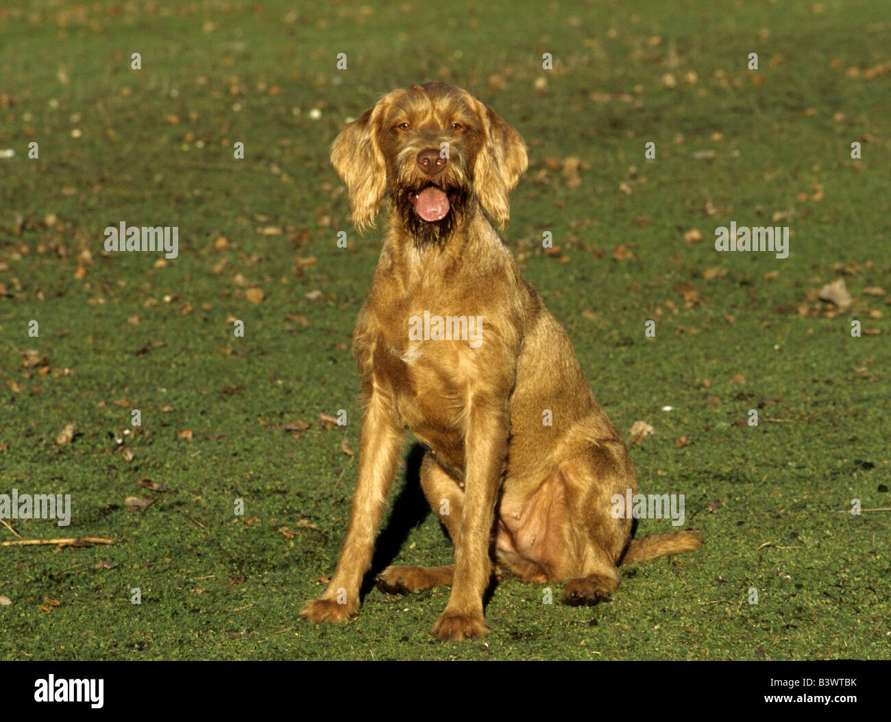 Wirehaired Vizsla dog sitting in a field Stock Photo