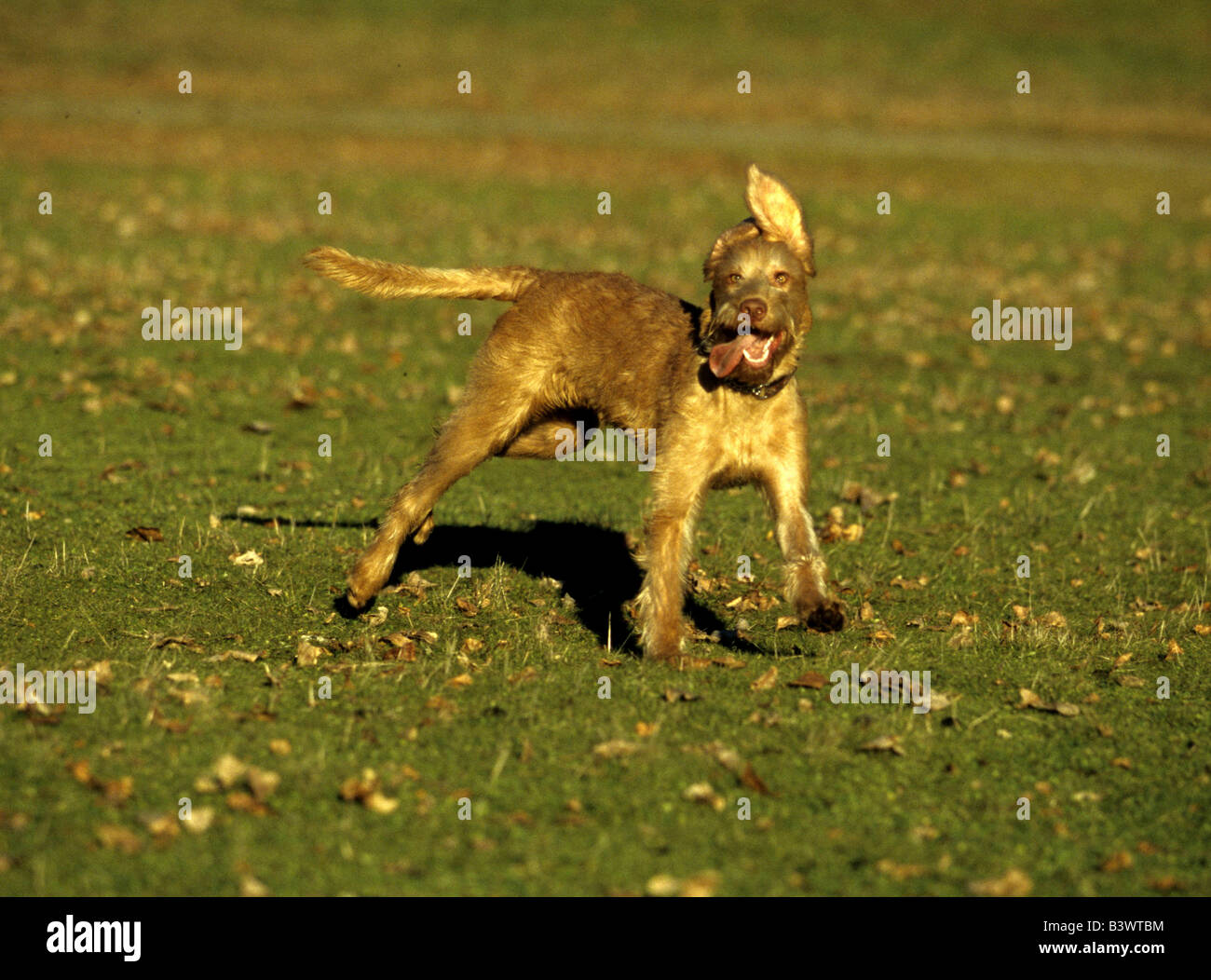 Wirehaired Vizsla dog standing in a field Stock Photo