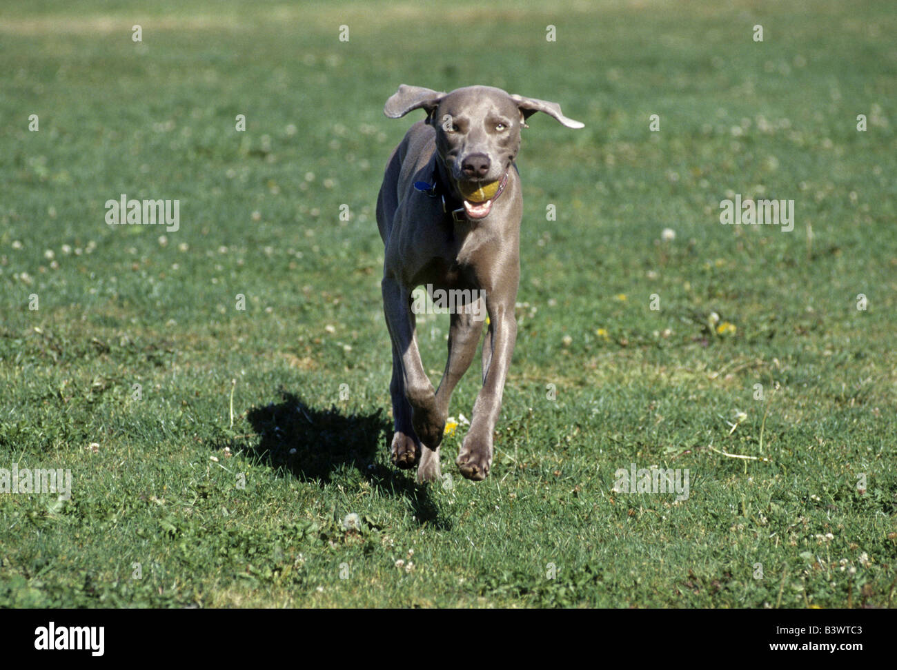 Weimaraner dog carrying a ball Stock Photo