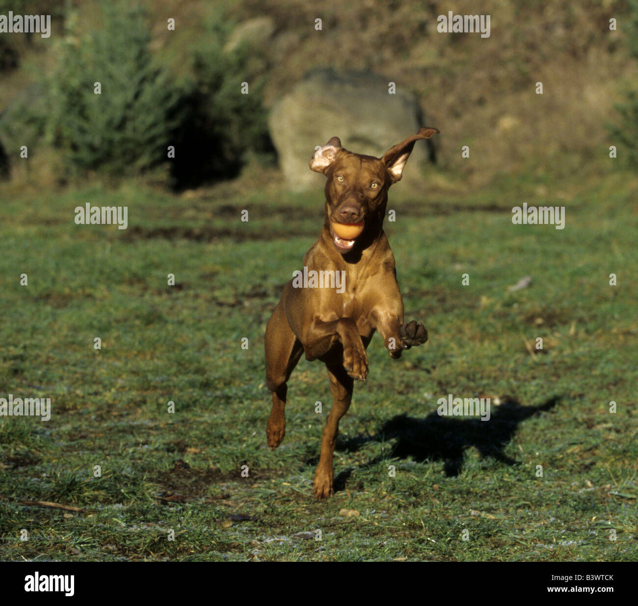 Vizsla dog carrying a ball and running Stock Photo