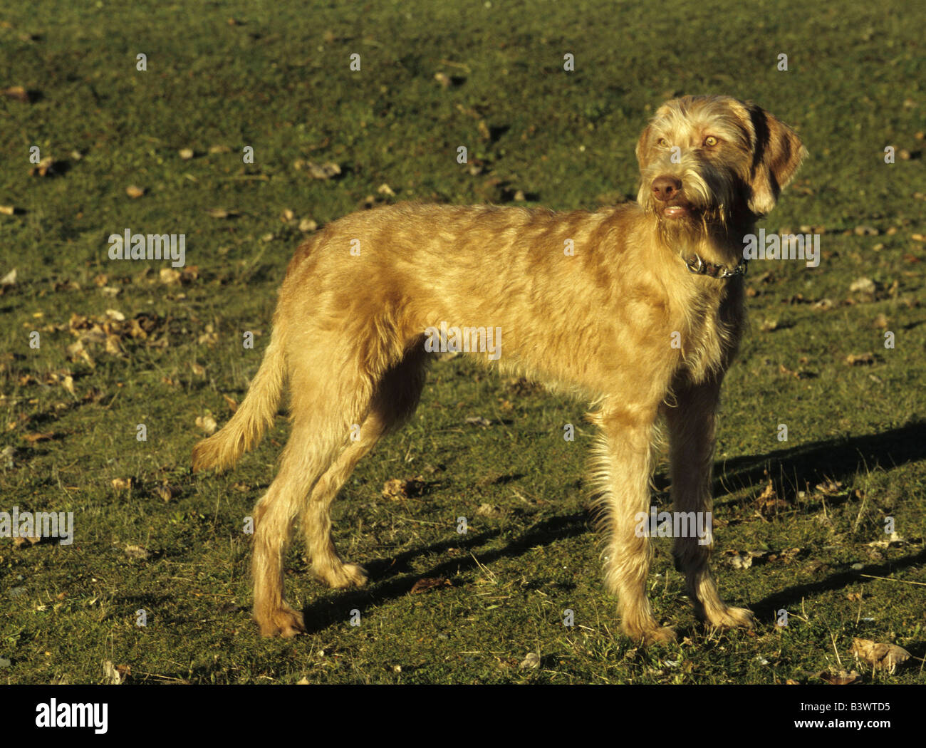 Wirehaired Vizsla dog standing in a field Stock Photo