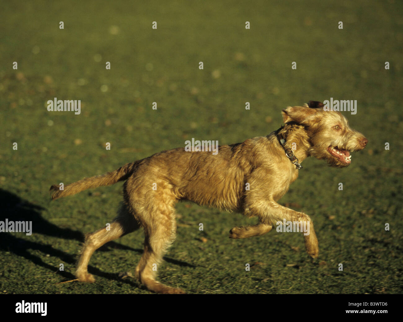Wirehaired Vizsla dog running in a field Stock Photo