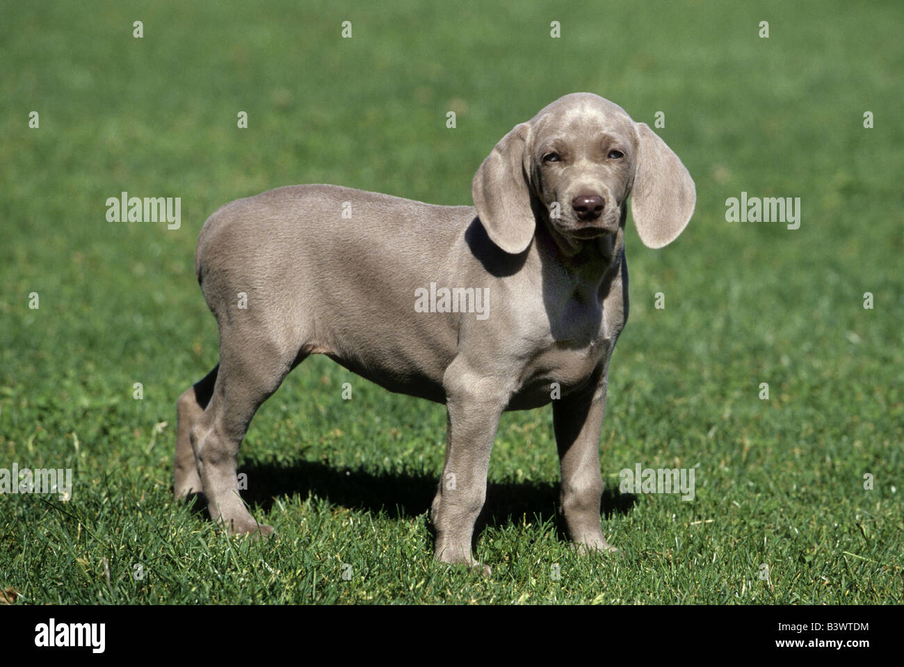 Weimaraner puppy standing in a field Stock Photo