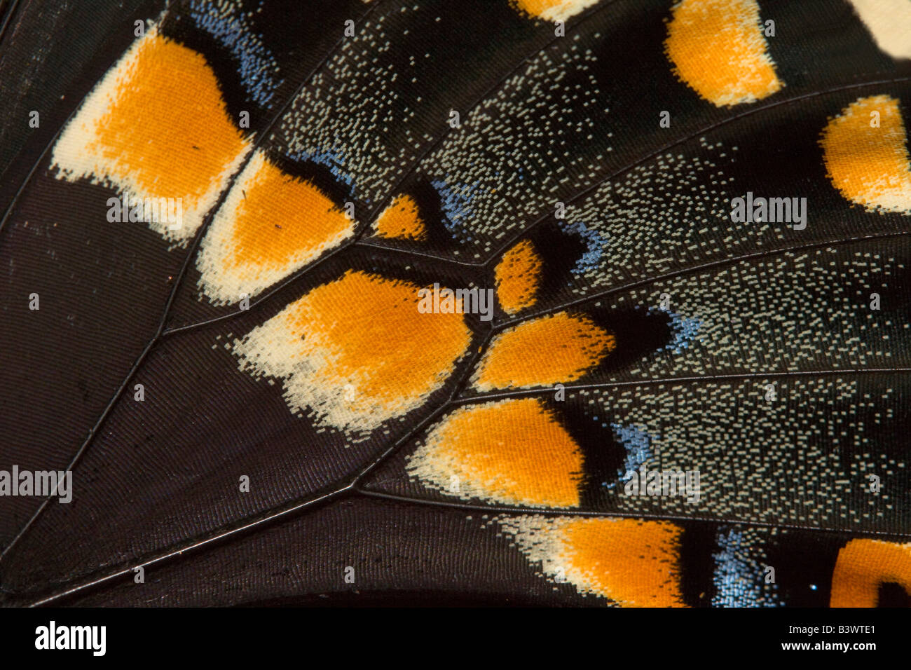 Close-up of a Black Swallowtail butterfly (Papilio polyxenes) Stock Photo
