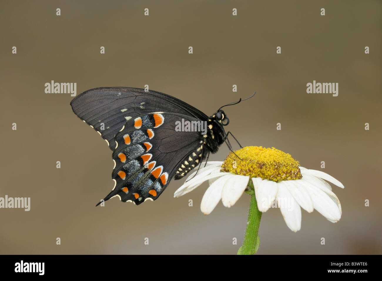 Black Swallowtail butterfly (Papilio polyxenes) pollinating a flower Stock Photo