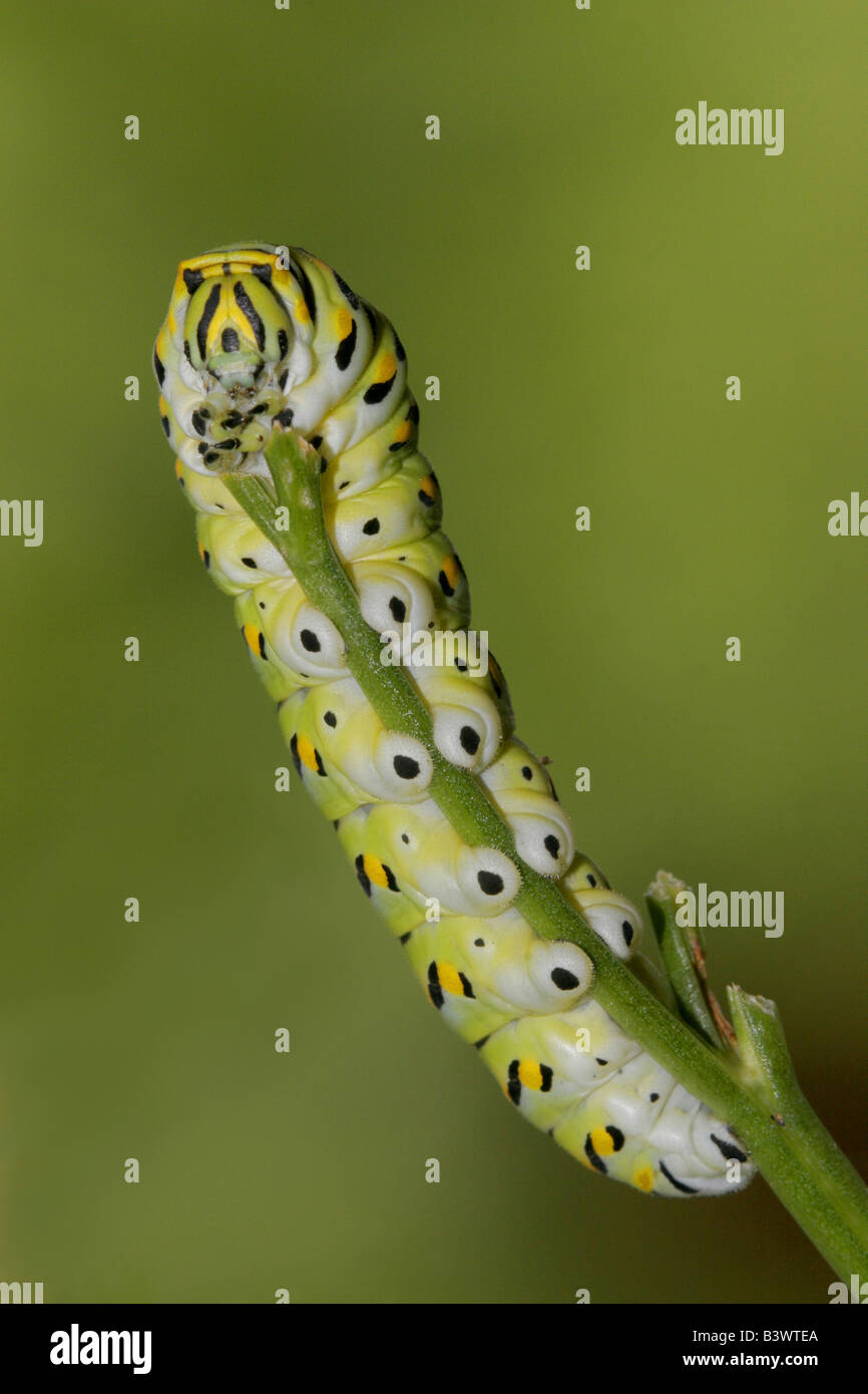 Black Swallowtail caterpillar (Papilio polyxenes) on a branch Stock Photo