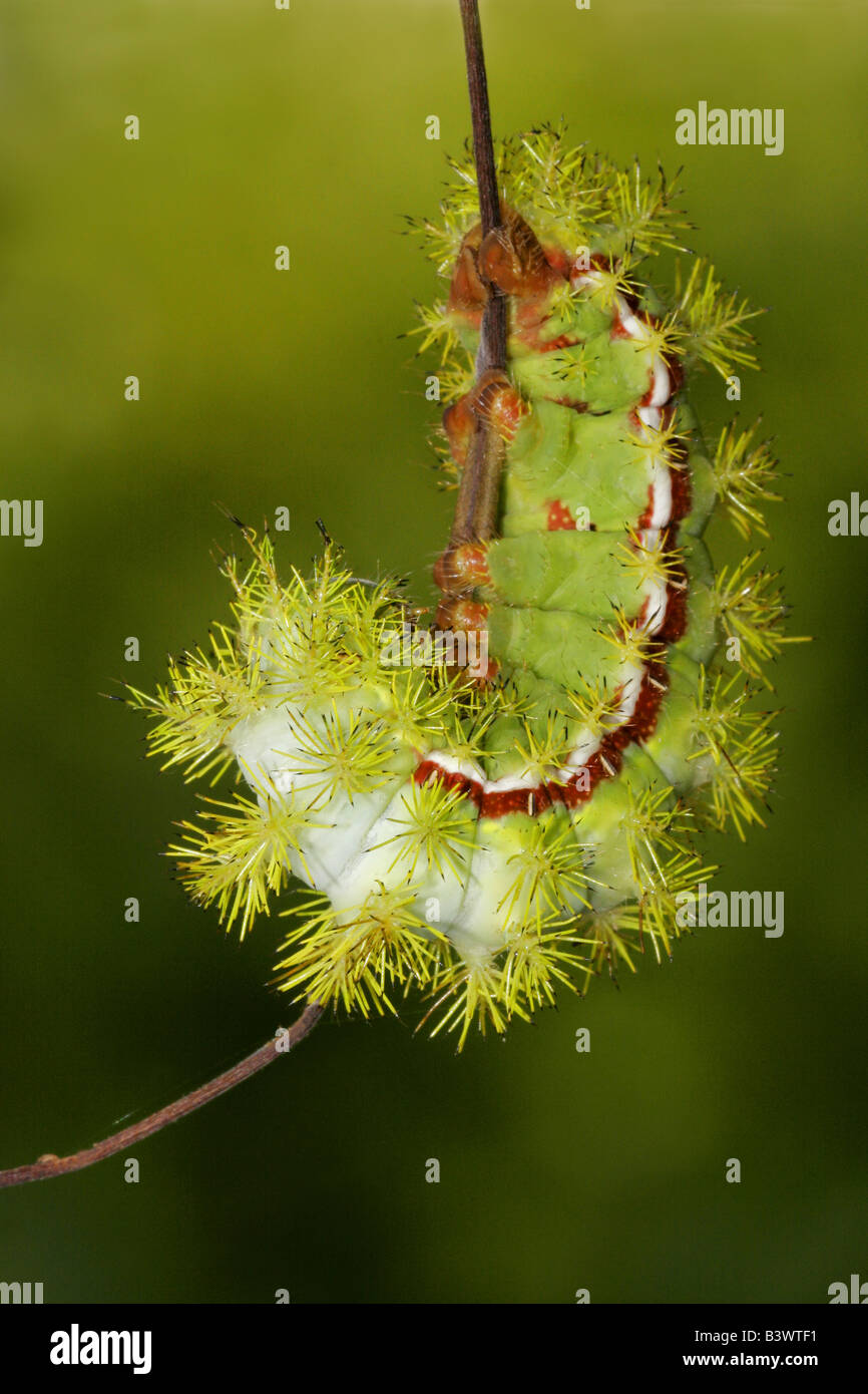 Io moth (Automeris io) caterpillar on a stem Stock Photo - Alamy