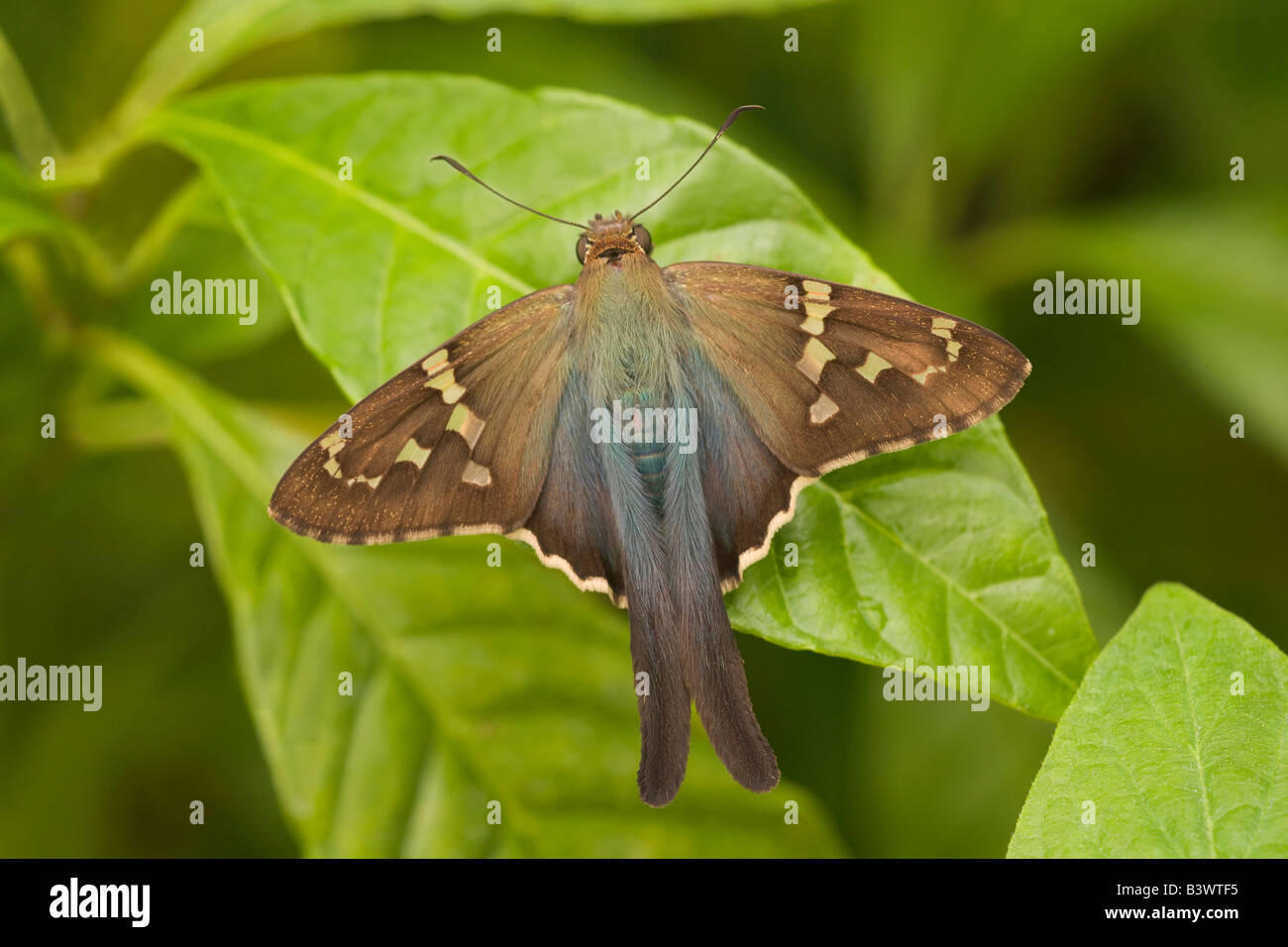 Long-tailed skipper (Urbanus proteus) on a leaf Stock Photo