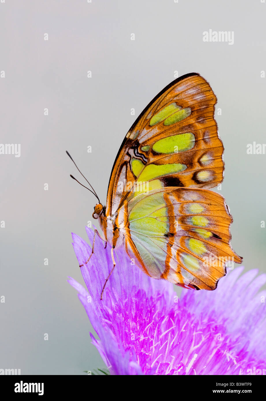 Malachite butterfly (Siproeta stelenes) pollinating a flower Stock Photo