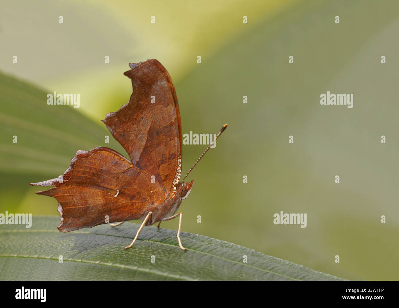 Question Mark butterfly (Polygonia interrogationis) on a leaf Stock