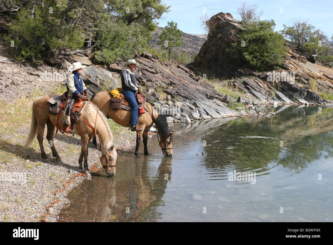 Cowboy riding horse drinking water hires stock photography and images