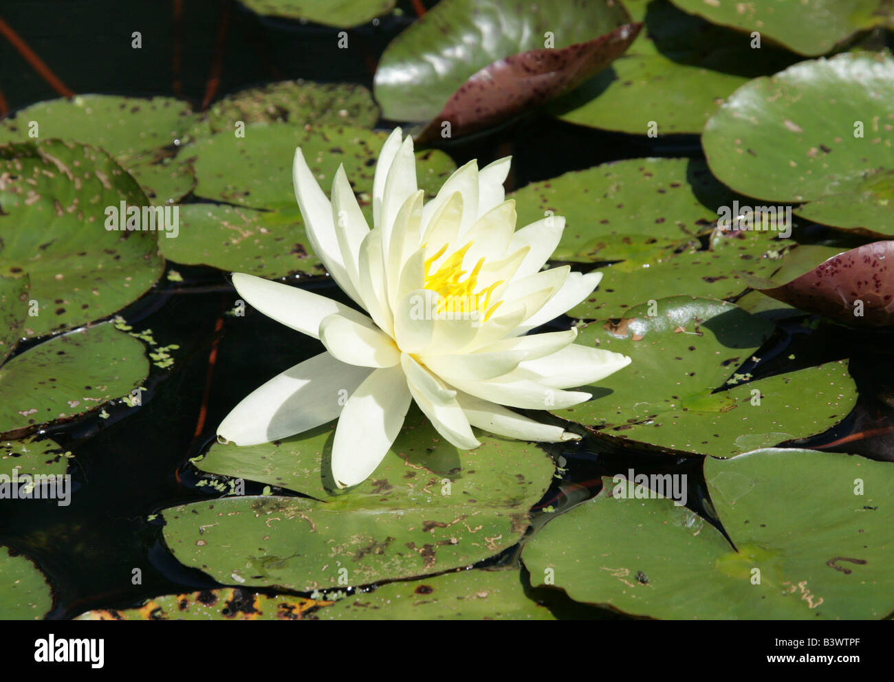Water Lily Nymphaea 'Gold Medal' Nymphaeaceae Stock Photo