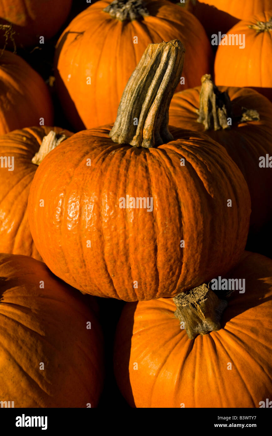 Close-up of harvested pumpkins Stock Photo - Alamy
