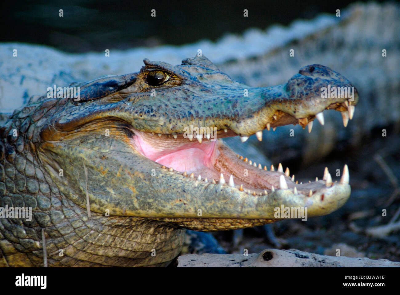 Close-up of a Spectacled caiman (Caiman crocodilus), Hato Pinero, Llanos, Venezuela Stock Photo