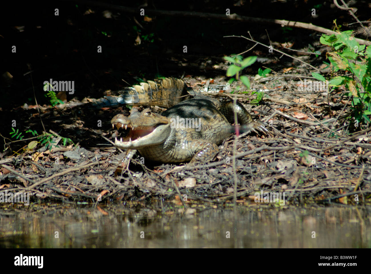 Spectacled caiman (Caiman crocodilus) in a forest, Hato Pinero, Llanos, Venezuela Stock Photo