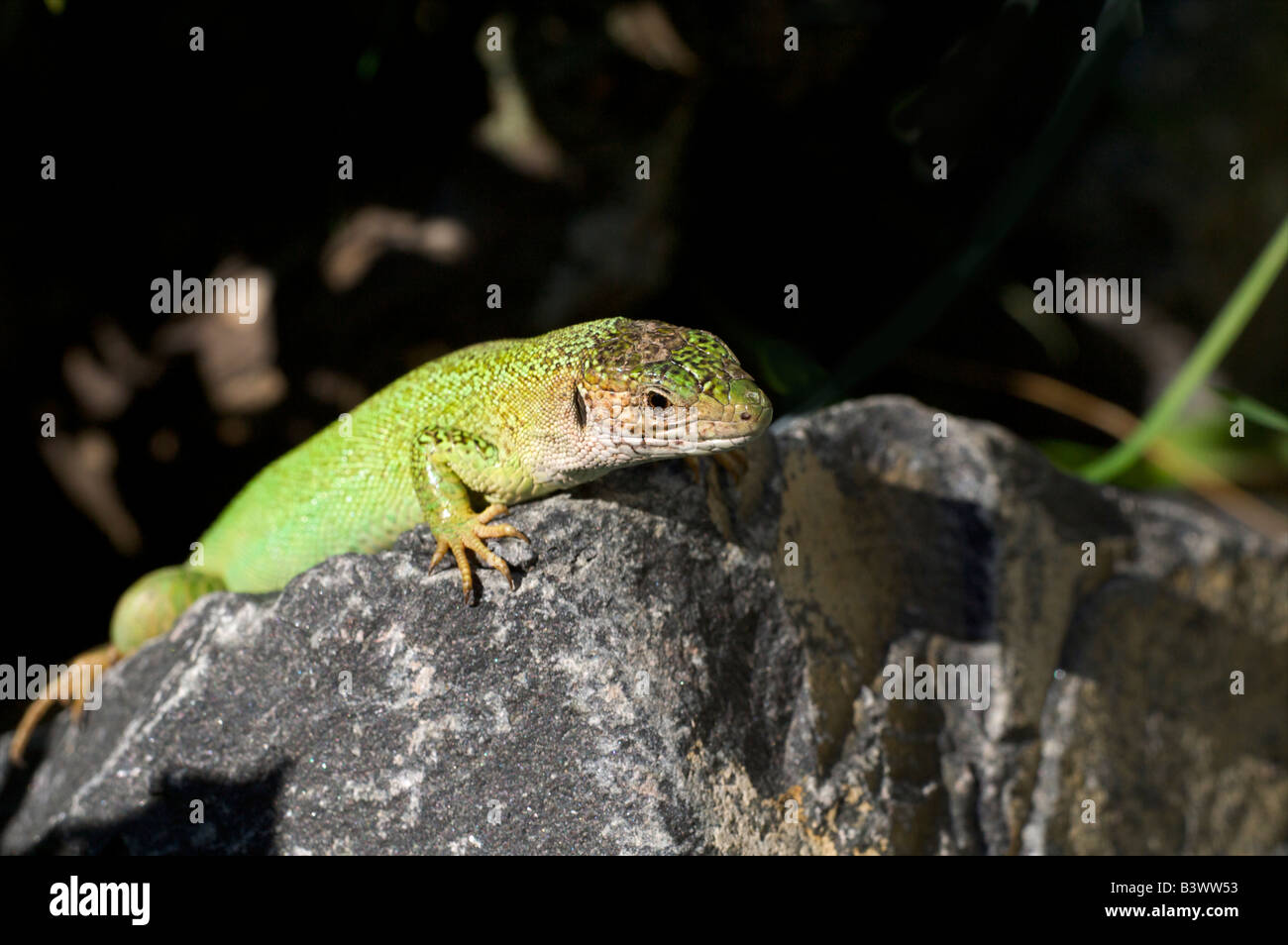 smaragdeidechse lacerta viridis eidechse lizard Stock Photo