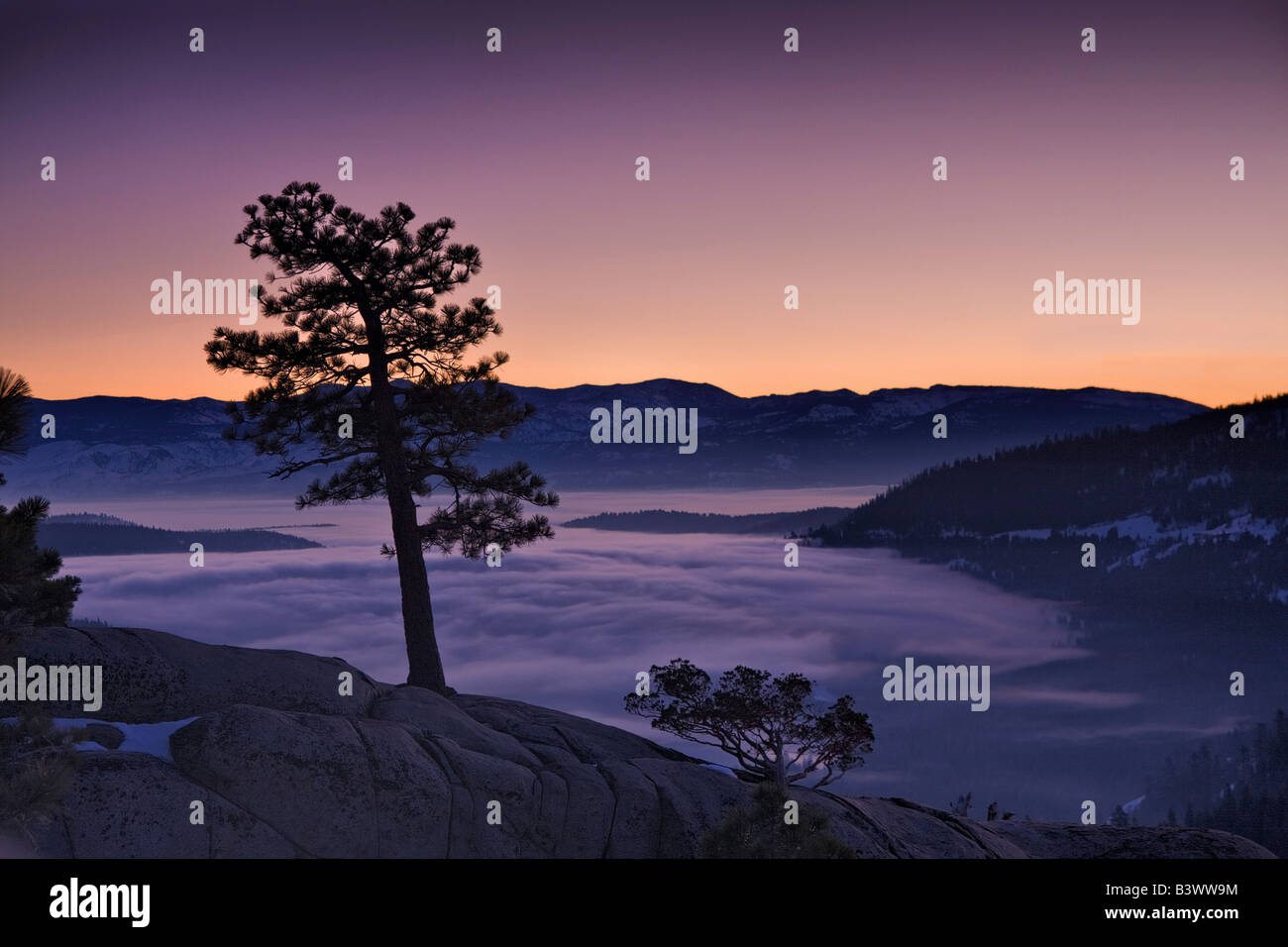 Silhouette of a tree at sunset, Donner Lake, California, USA Stock Photo