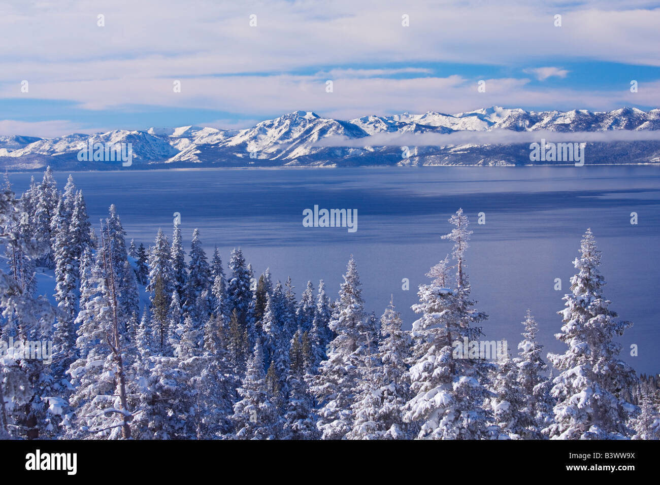 Snow covered trees at the lakeside, Lake Tahoe, California, USA Stock Photo