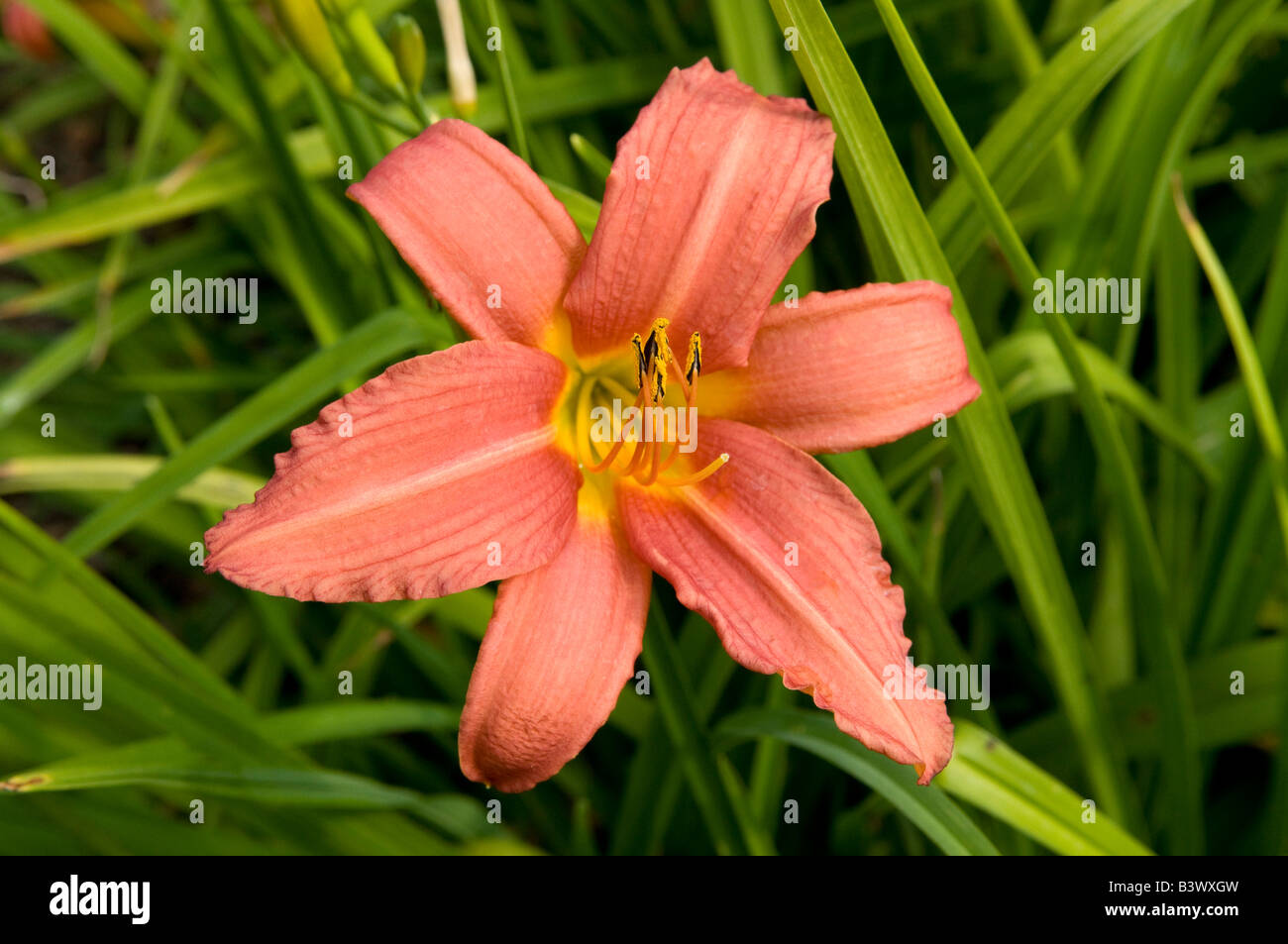 Hemerocallis Day Lily Pink Damask Stock Photo - Alamy