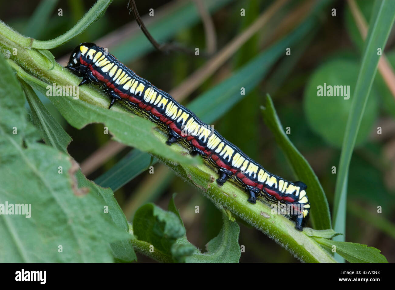 colourful caterpillar worm grub butterfly insect Stock Photo