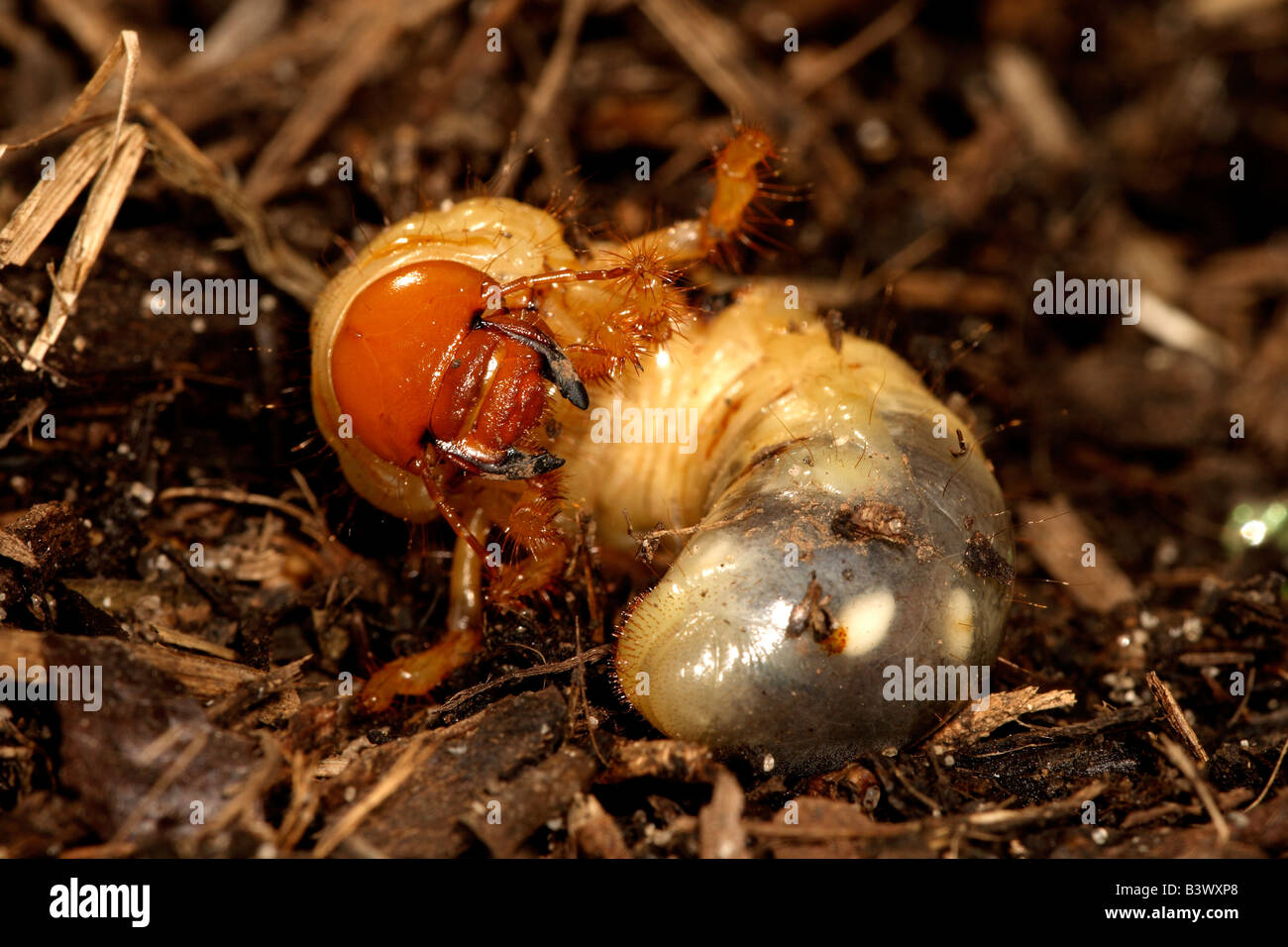 Underground living beetle larva (order Coleoptera), photographed on the south coast of New South Wales, Australia. Stock Photo