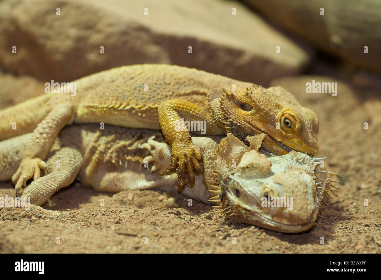Bearded Dragon (Pogona vitticeps) Stock Photo