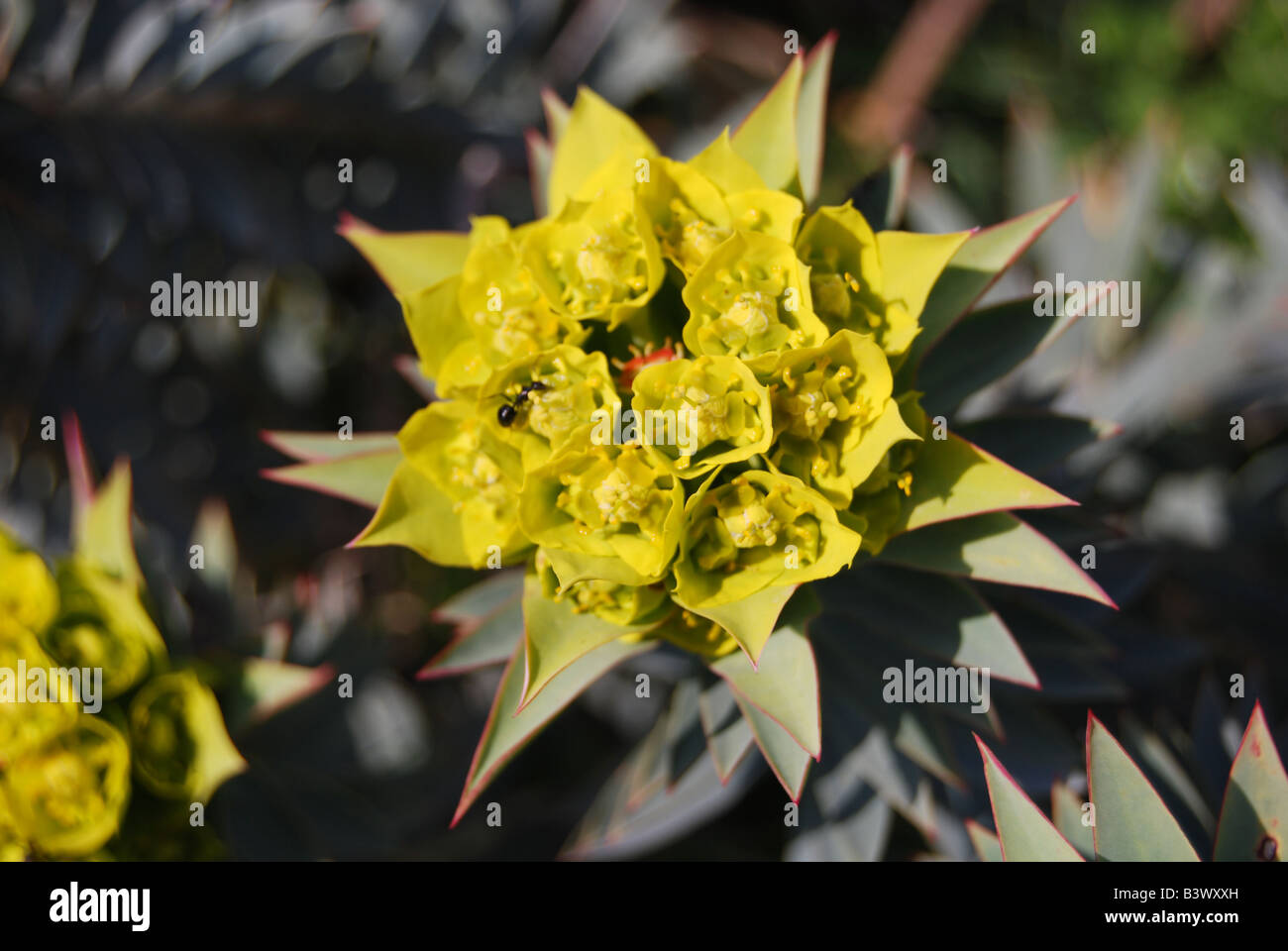 Ant on succulent flower Stock Photo Alamy