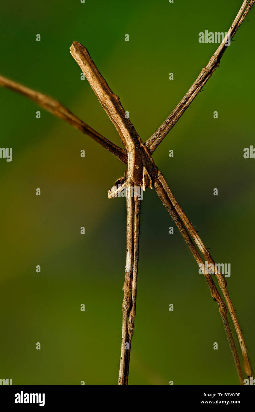 Deinopis subrufa hi-res stock photography and images - Alamy
