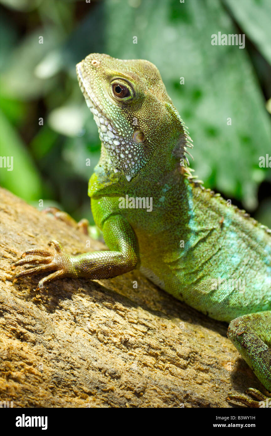 Green Water Dragon (Physignathus cocincinus Stock Photo - Alamy