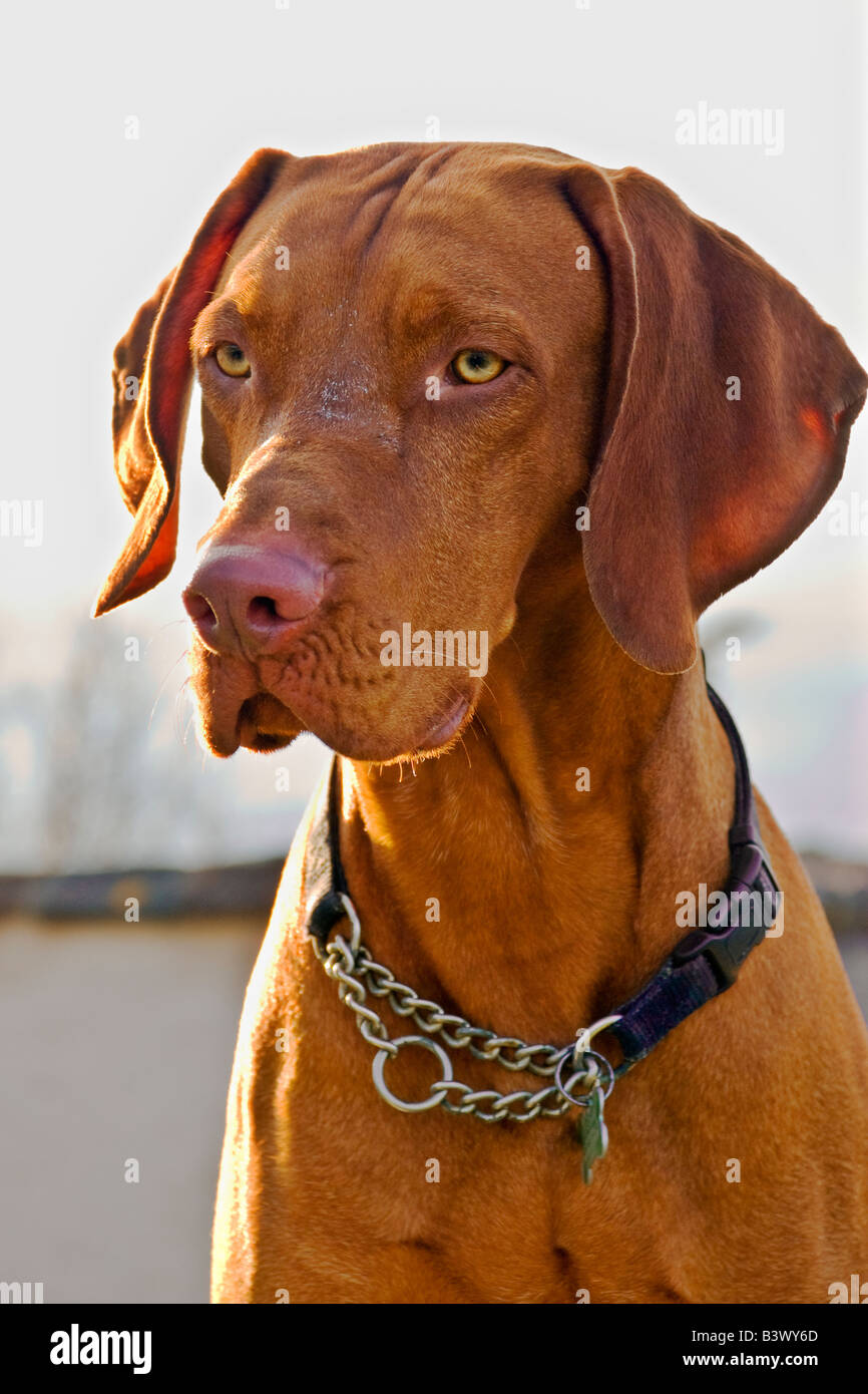 Head shot of Hungarian Vizsla dog with sand on his face Stock Photo