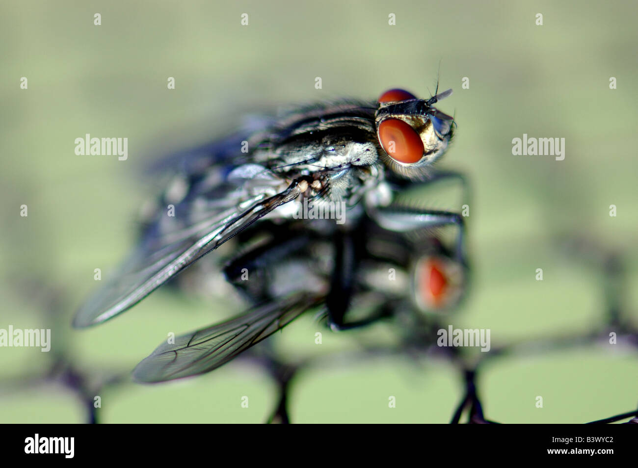 House flies hires stock photography and images Alamy
