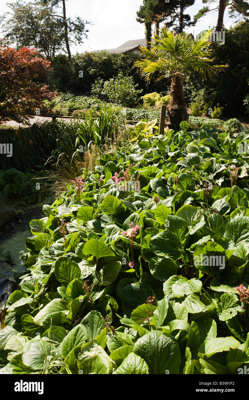 Planting around pond hires stock photography and images Alamy
