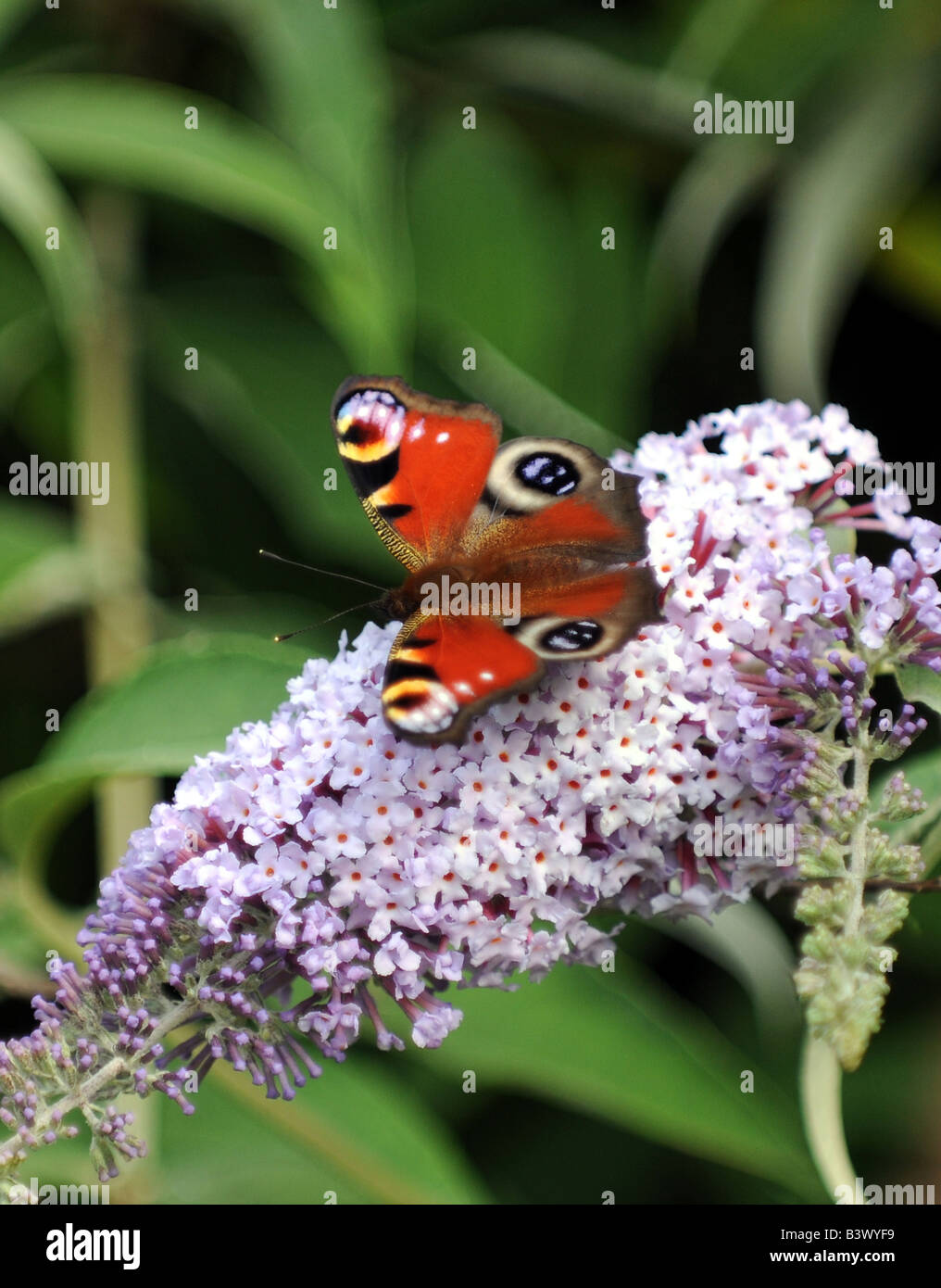 A Peacock butterfly on Buddleia flower Stock Photo - Alamy