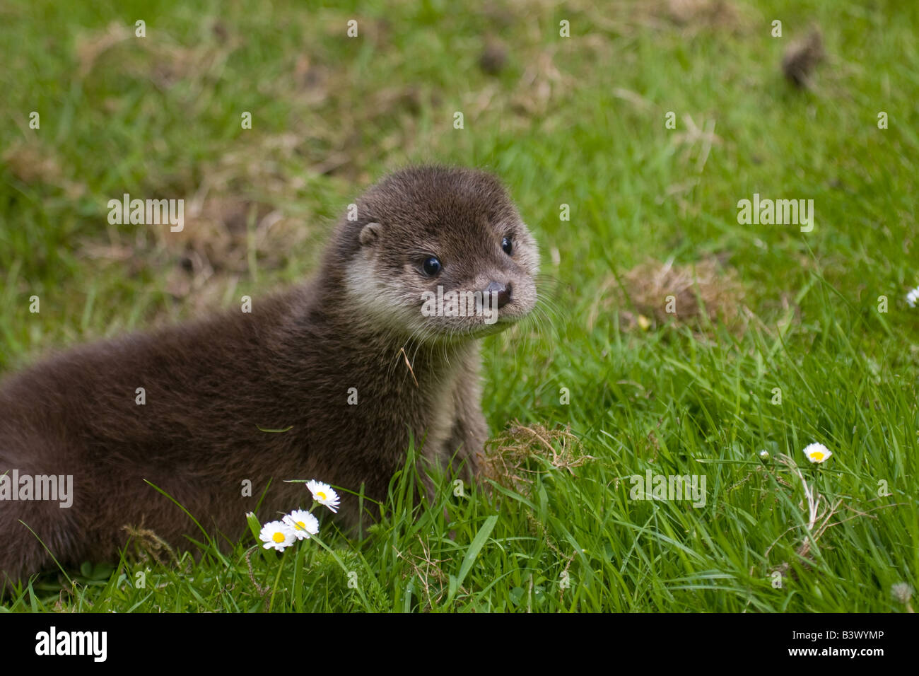 Otter cub on grass with daisies. Stock Photo