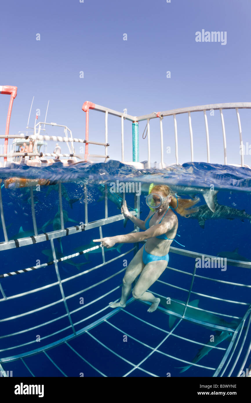 Cage Diving with Sharks Oahu Pacific Ocean Hawaii USA Stock Photo Alamy