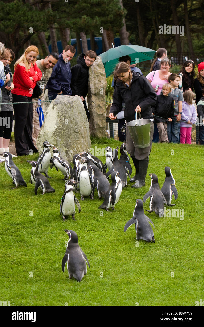 UK Wales Clwyd Colwyn Bay Welsh Mountain Zoo Humboldt Penguins on daily parade Stock Photo