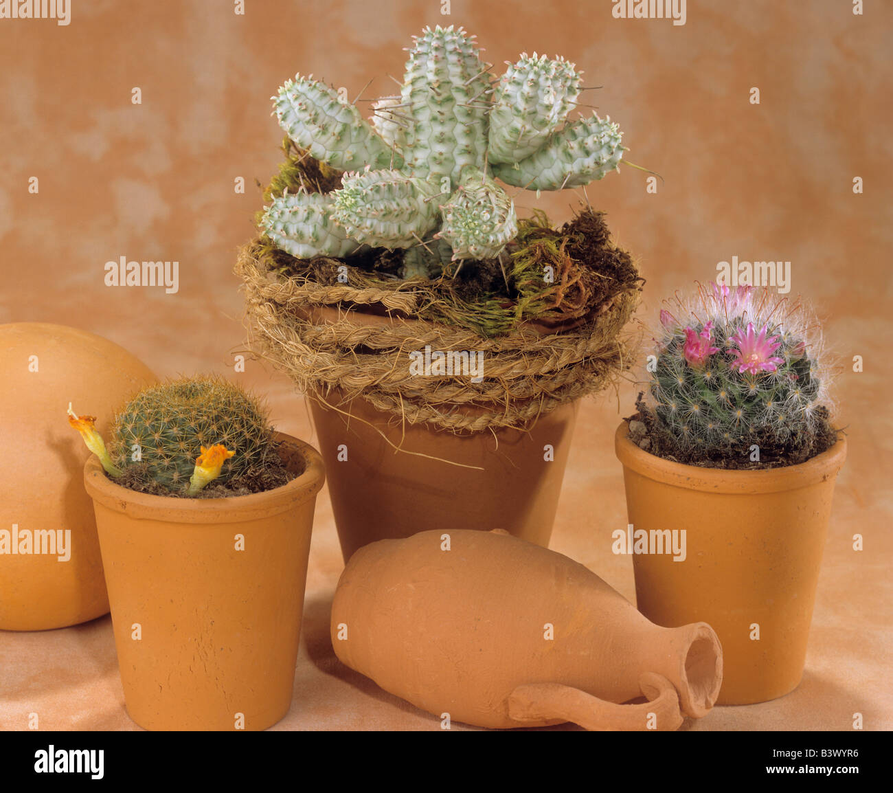 different cacti Stock Photo