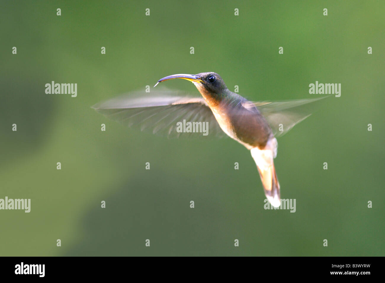 Hermolis In Flight Rufous-breasted Hermit (Glaucis hirsuta) in flight Stock Photo - Alamy