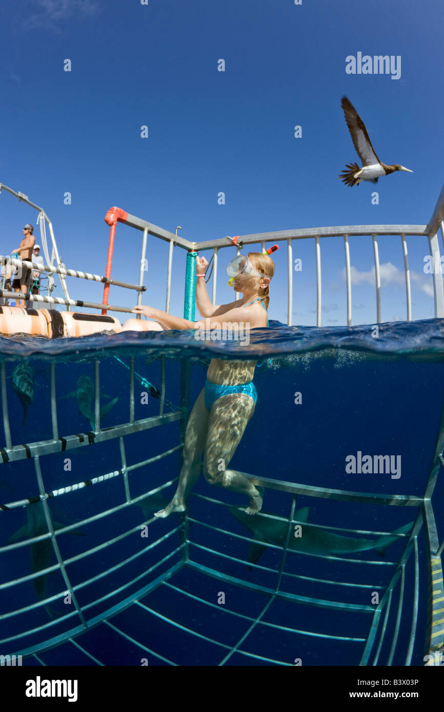 Cage Diving with Sharks Oahu Pacific Ocean Hawaii USA Stock Photo Alamy