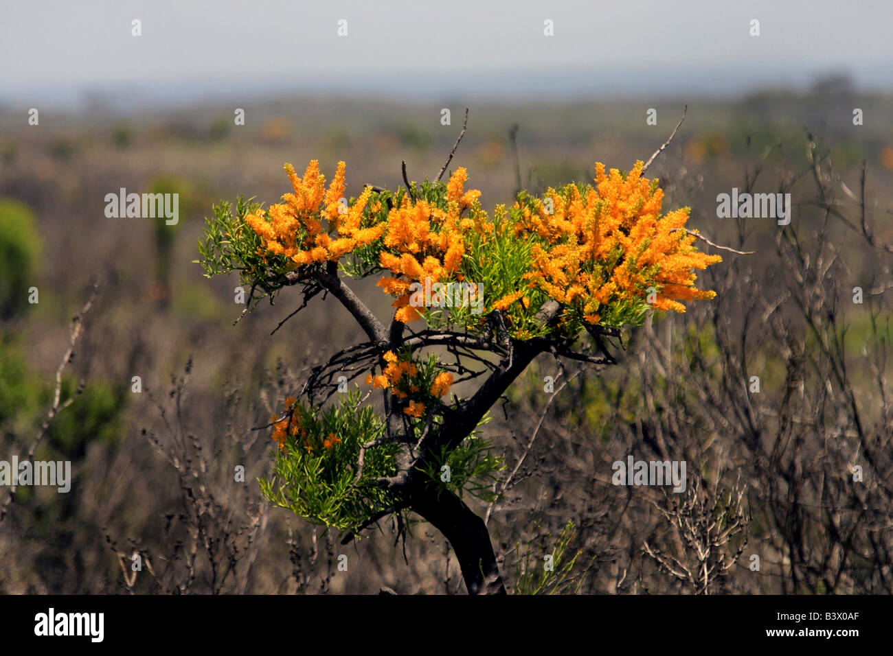 Flowering Wattle Tree in burnt landscape, Western Australia. Stock Photo