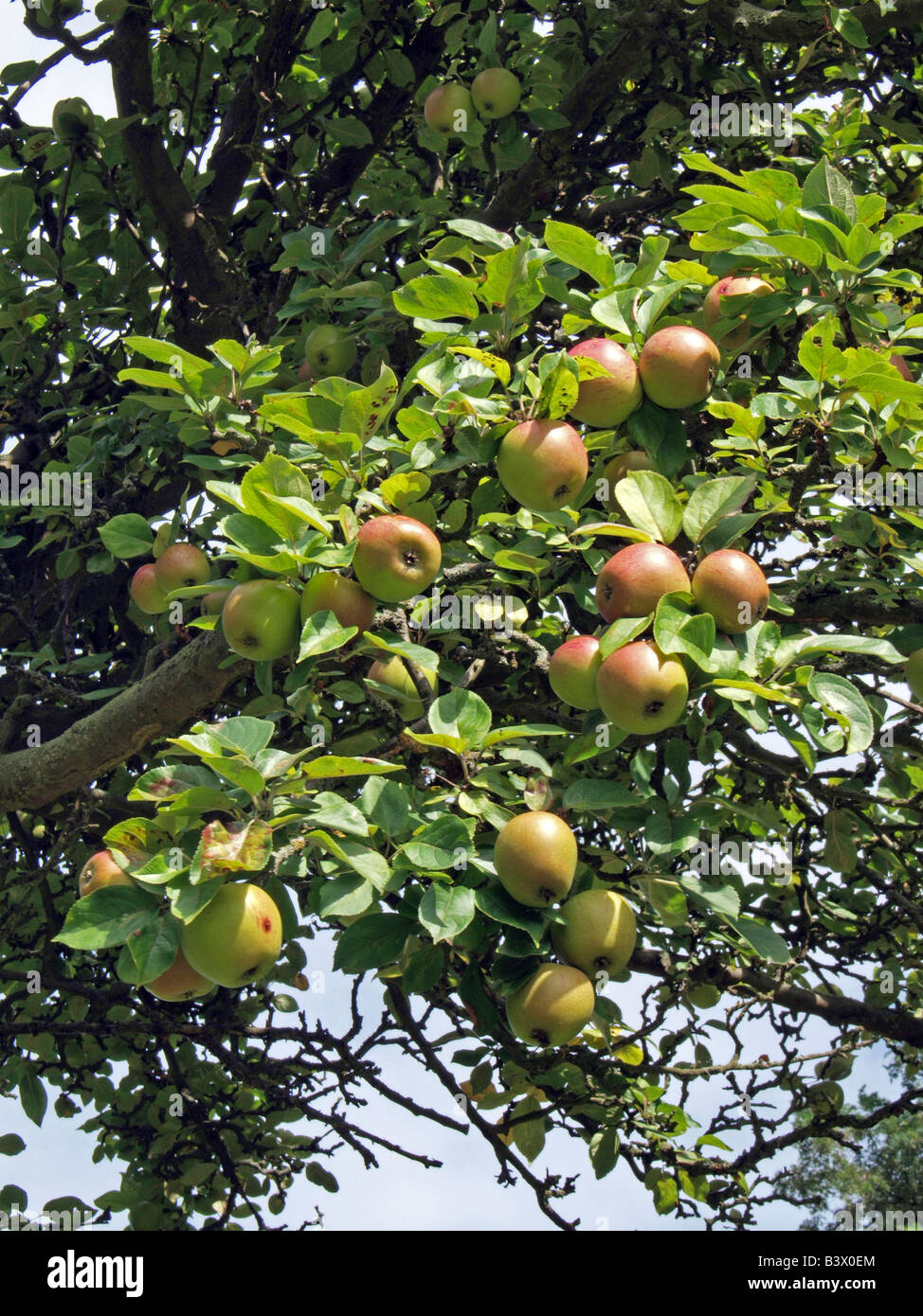 Apples in a Tree Stock Photo - Alamy